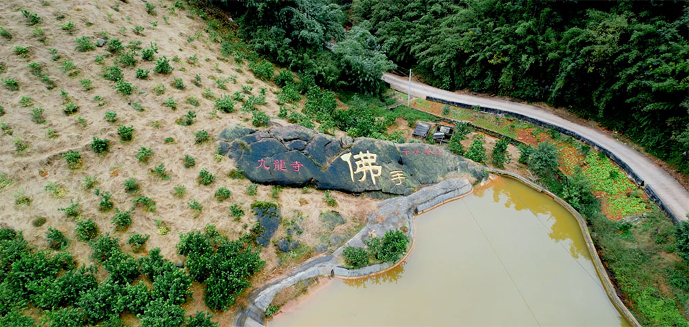 新设村九龙寺、草塝上佛手种植基地面积1200亩