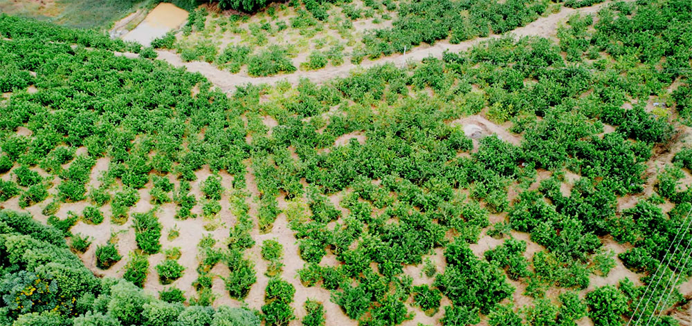 新设村九龙寺、草塝上佛手种植基地面积1200亩