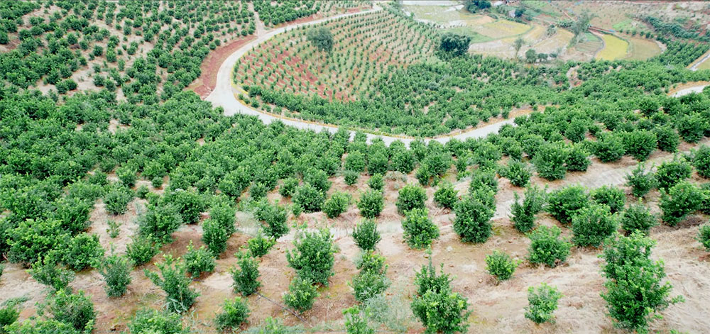 大石村高峰寺枳壳种植基地面积600亩