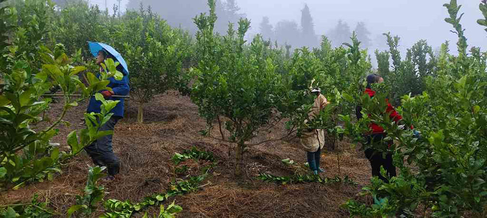 大石村高峰寺枳壳种植基地面积600亩